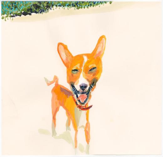 Basenji