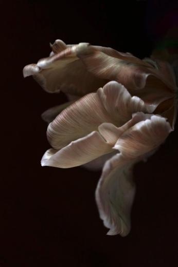 series 'Petals' II