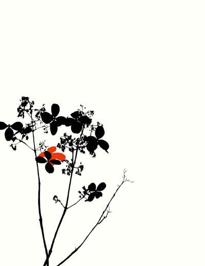 花びら