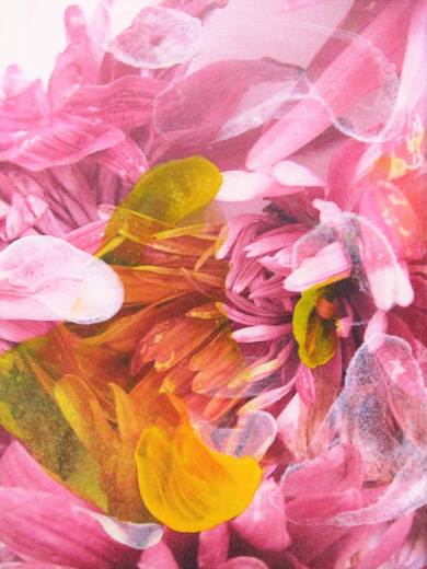 flowers no.4