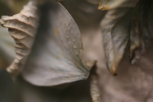 fragment - series ‘hydrangea III’