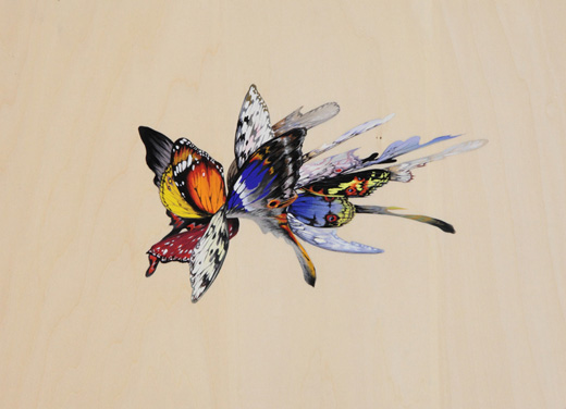 butterflies 2019 #2