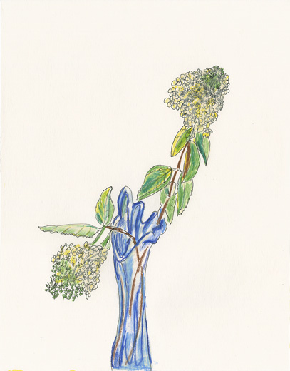 Hydrangea 20190814